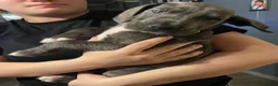 Great Dane dogs for sale: Great Dane Puppy 2 - Ad 3