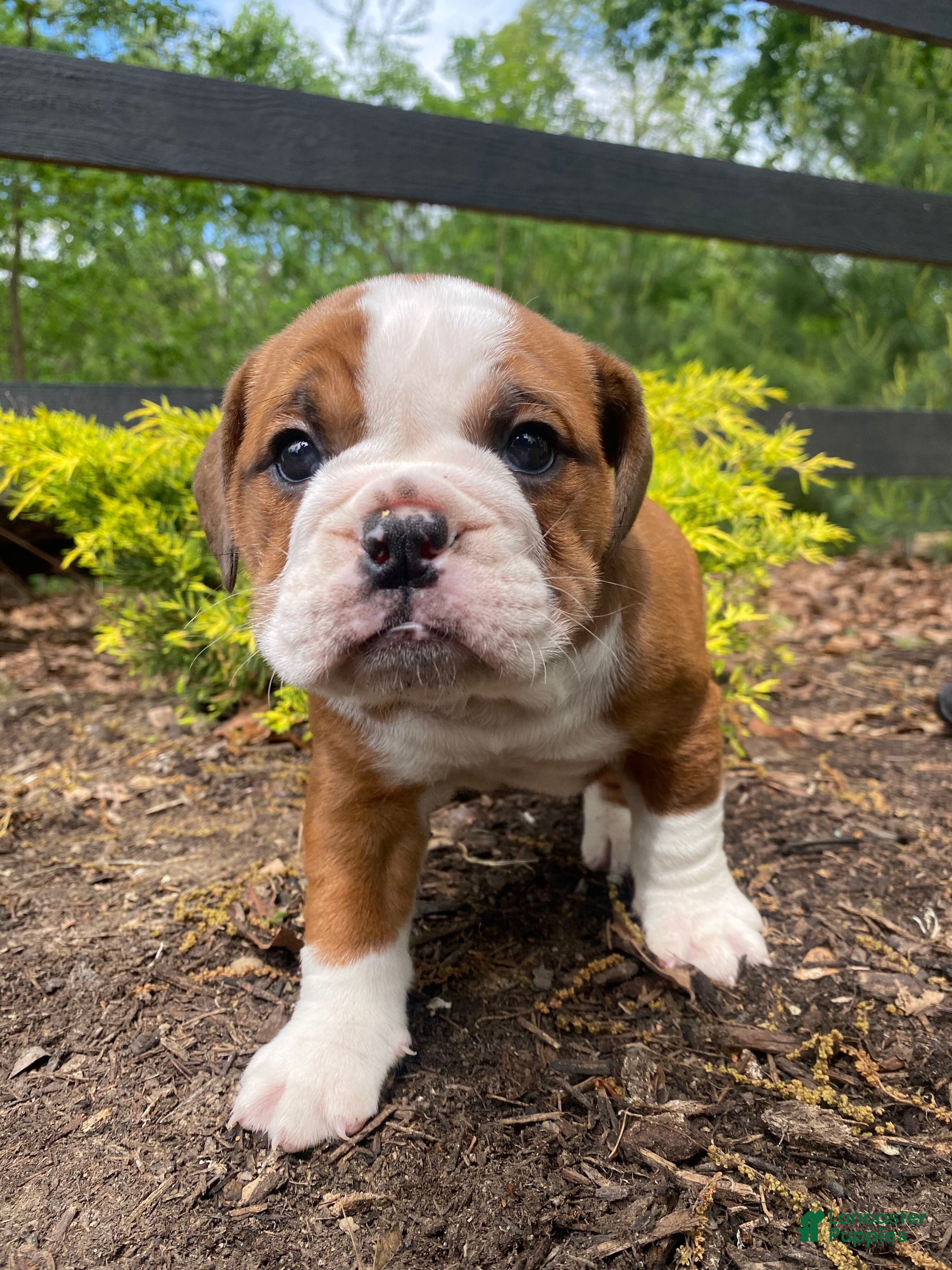 English Bulldog dogs Beauty - Ad 2
