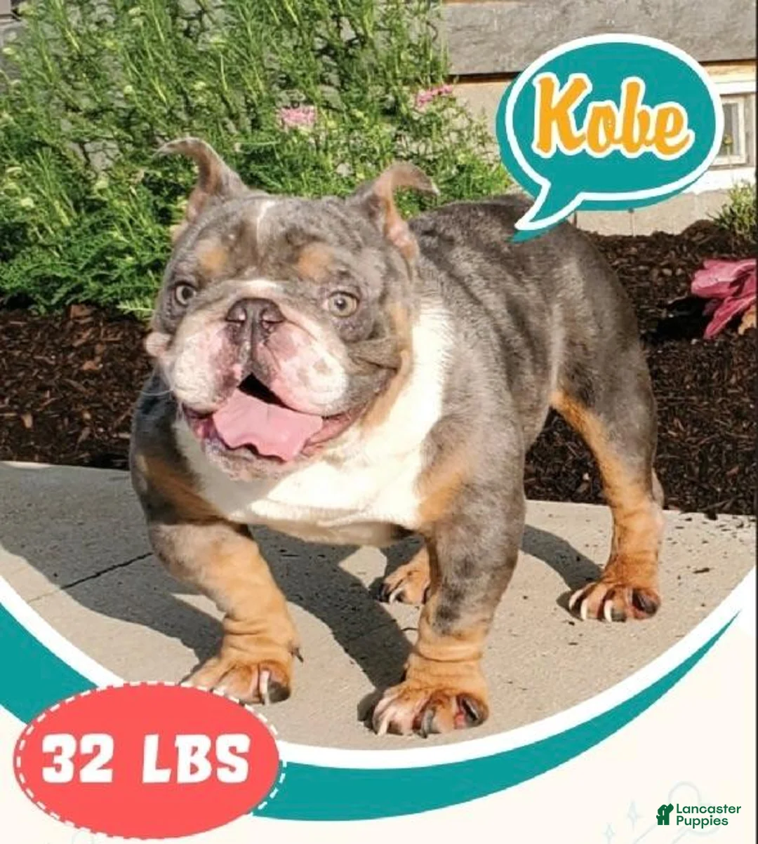 Beabull dogs for sale: Archer - Ad 8