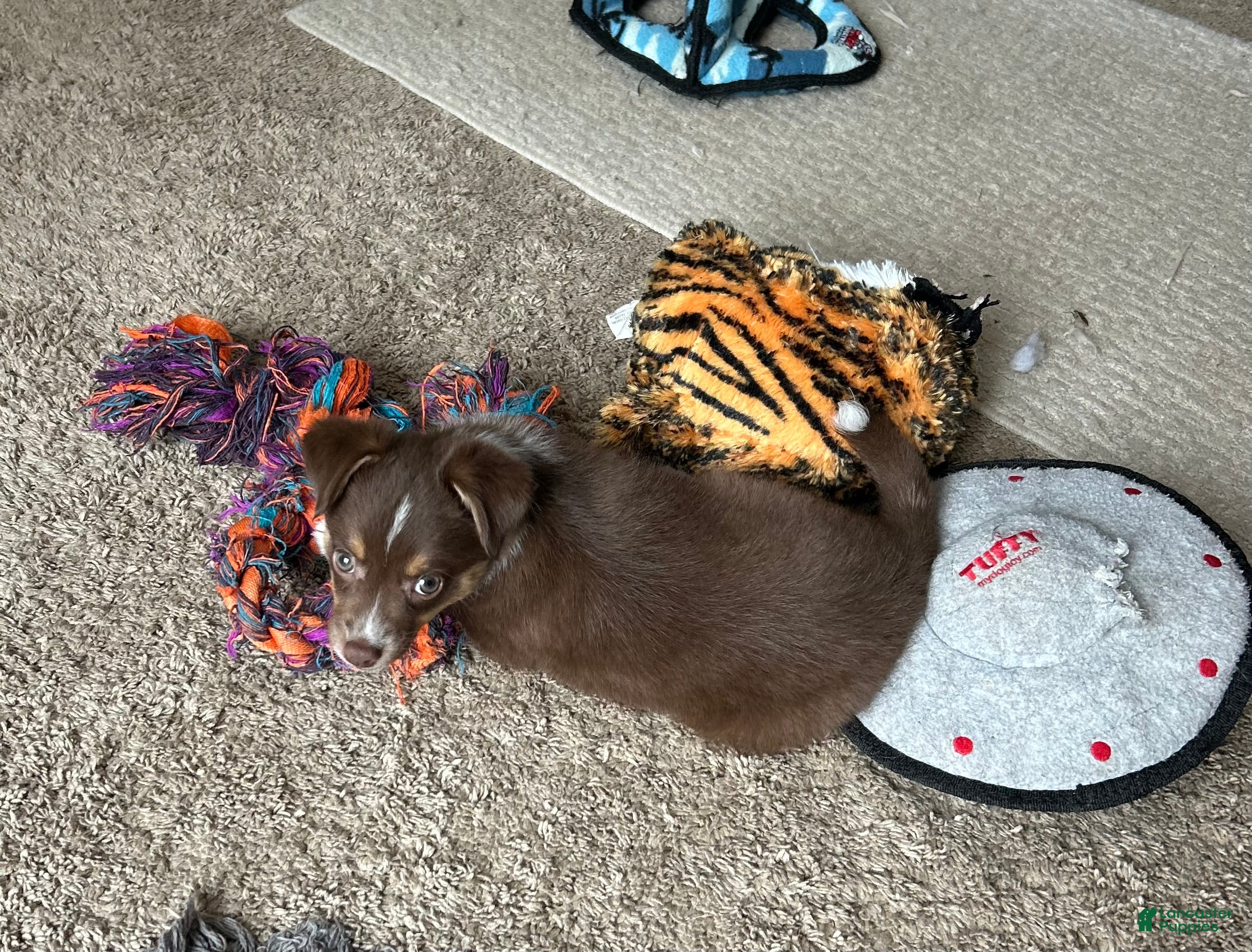 Miniature Australian Shepherd dogs Will - Ad 32