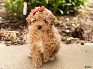 Miniature Poodle dogs Pansy - Ad 37
