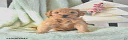 Mini Goldendoodle dogs for sale: Brock  - Ad 3