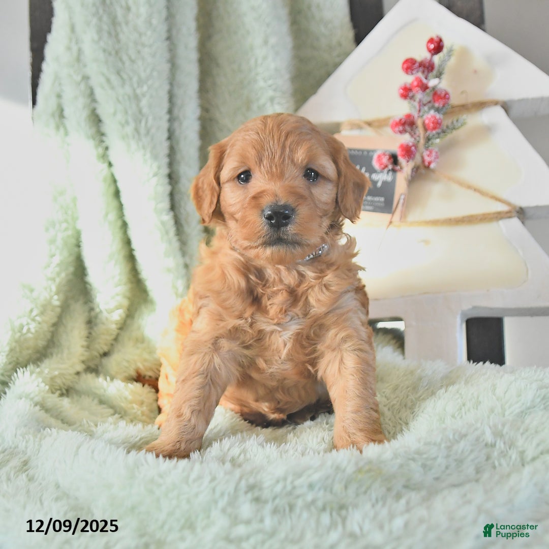 Mini Goldendoodle dogs for sale: Brock  - Ad 3