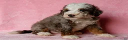 Mini Bernedoodle dogs for sale: Sonya - Ad 4