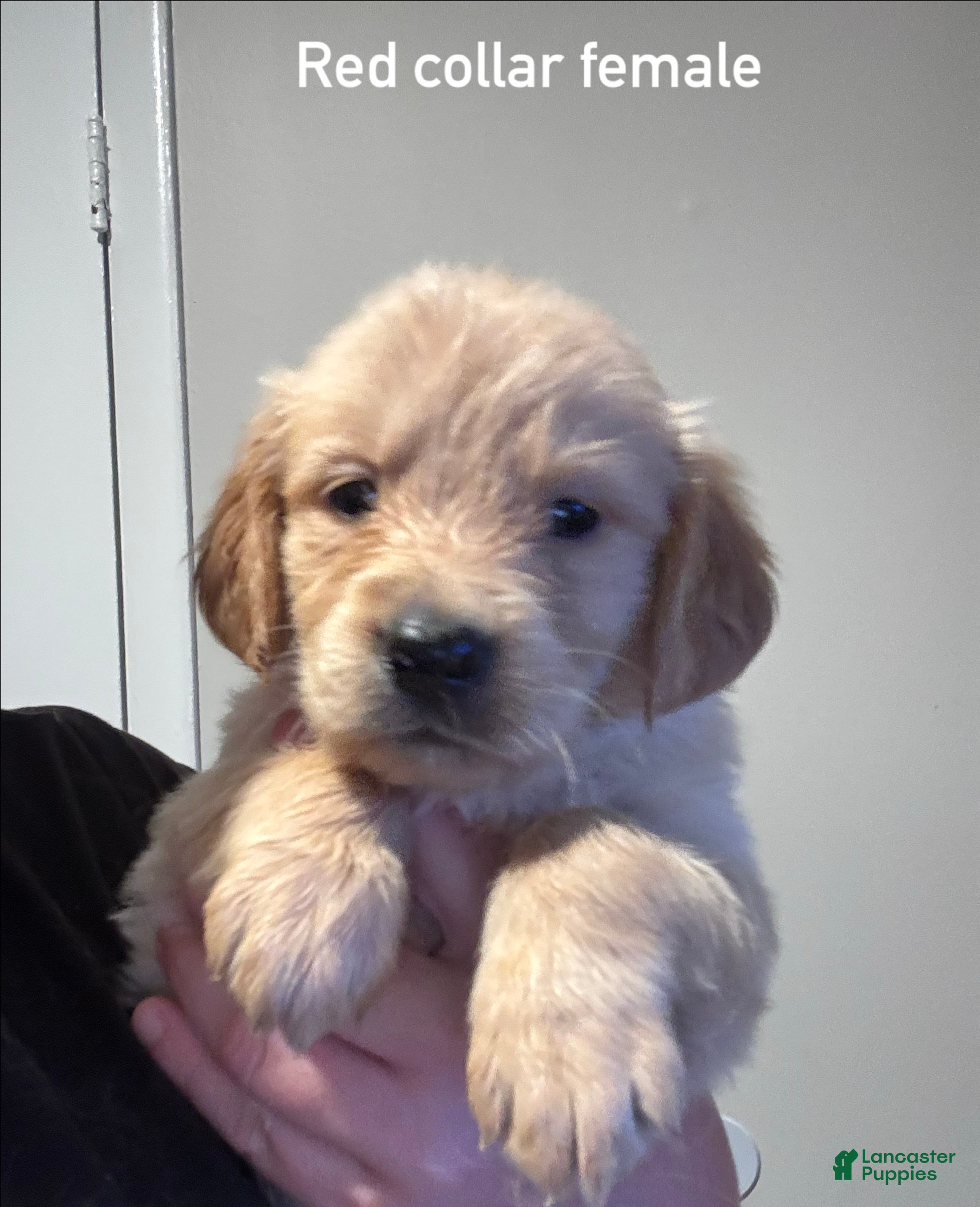 Golden Retriever dogs Red collar Golden Retriever 8 - Ad 39