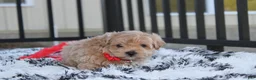 Maltipoo dogs for sale: Kirian  - Ad 2