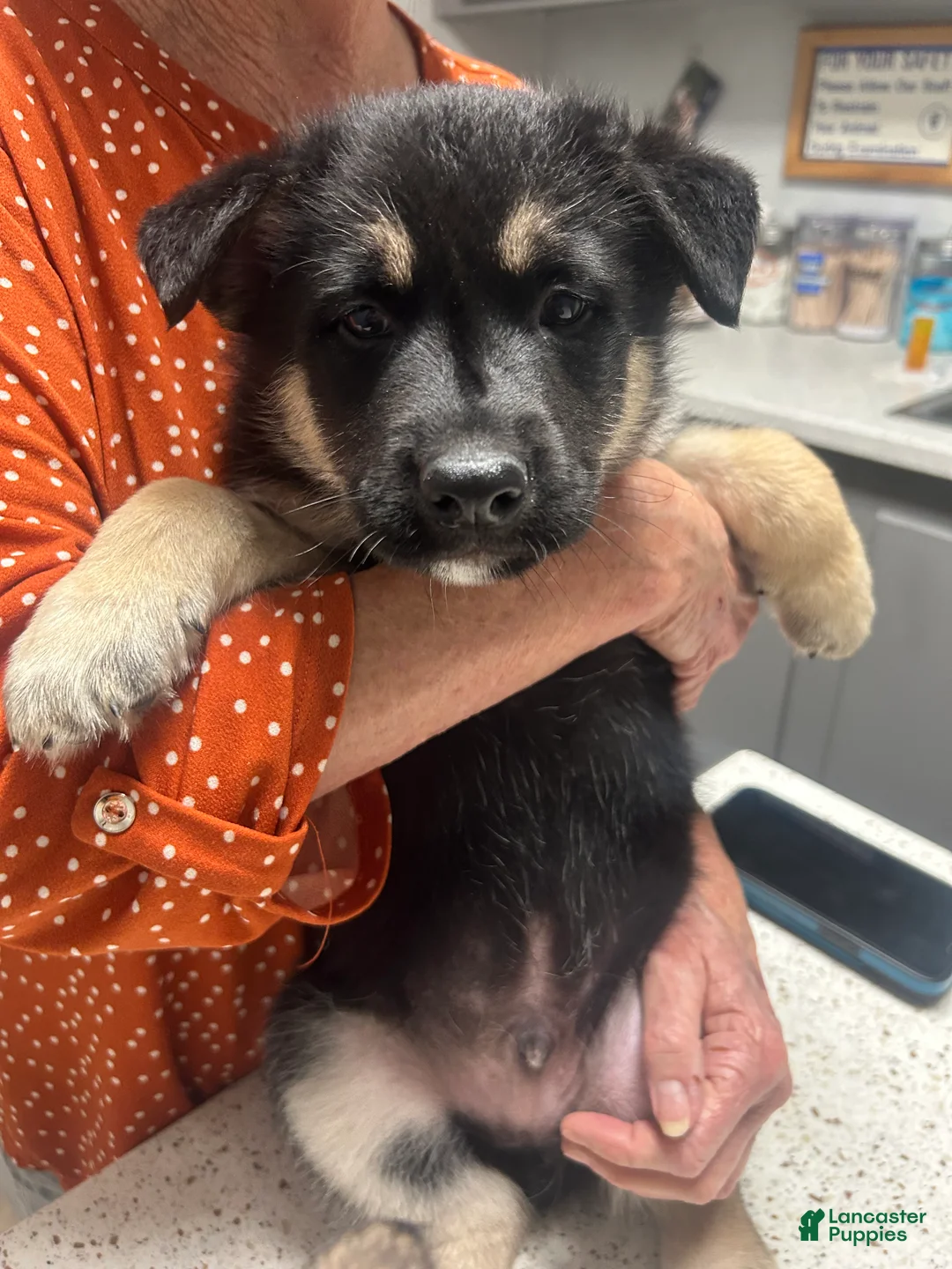 Mixed Breed dogs for sale: Mixed Breed Puppy 1 - Ad 4