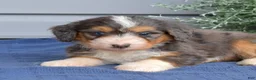Mini Bernedoodle dogs for sale: Barkley - Ad 6