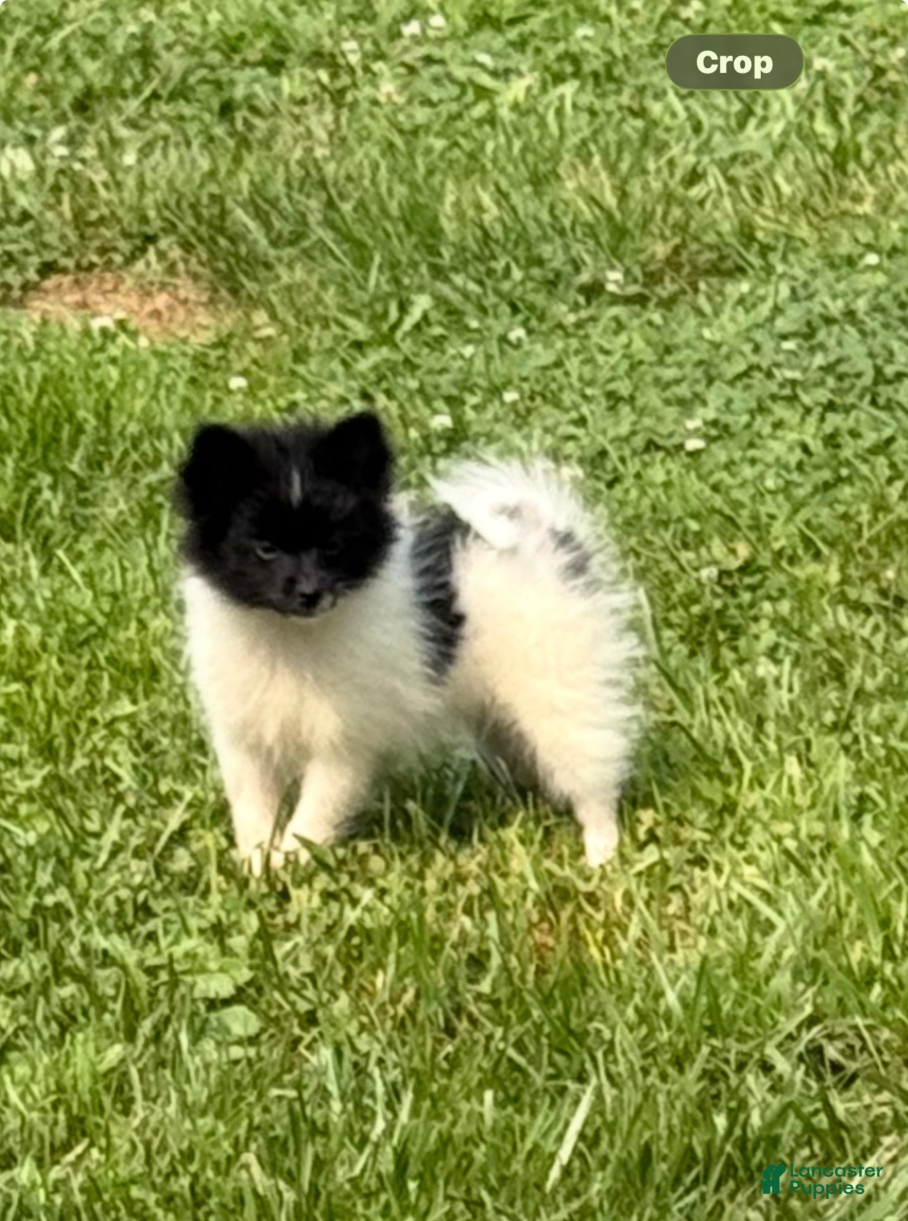 Pomeranian dogs Pebbles - Ad 1