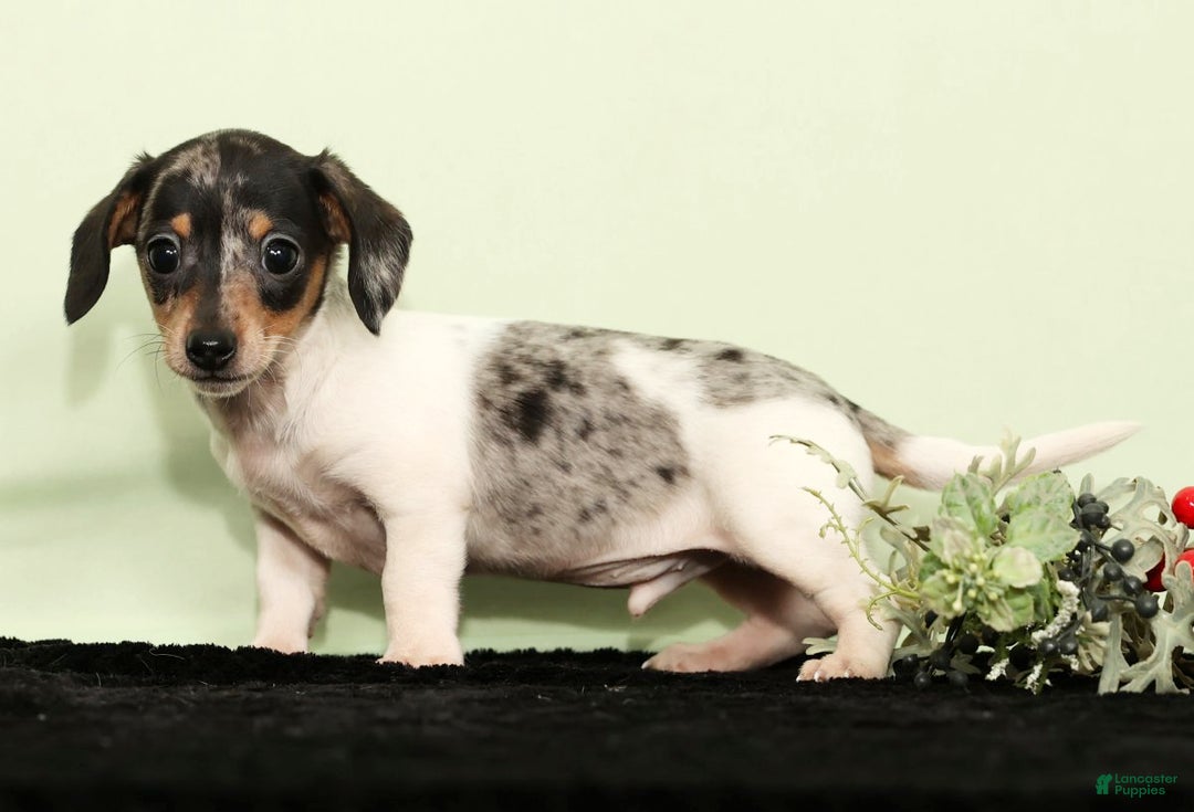 Miniature Dachshund dogs for sale: Isaac - Ad 2