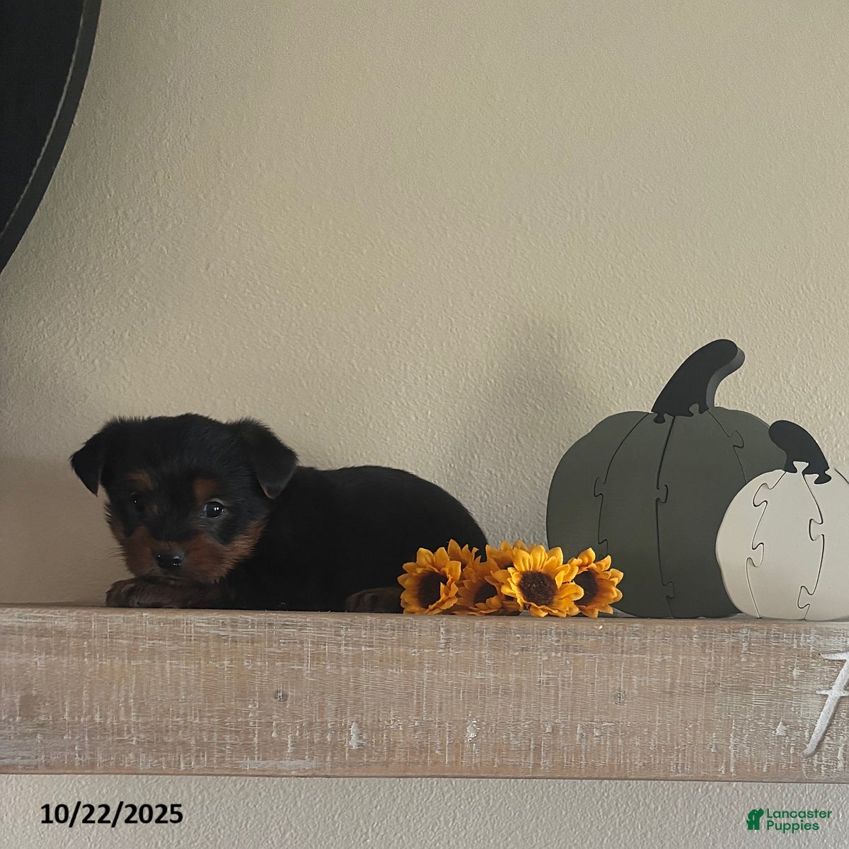 Yorkshire Terrier dogs Bingo - Ad 2