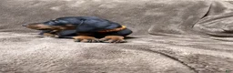 Doberman Pinscher dogs for sale: Celeste - Ad 2