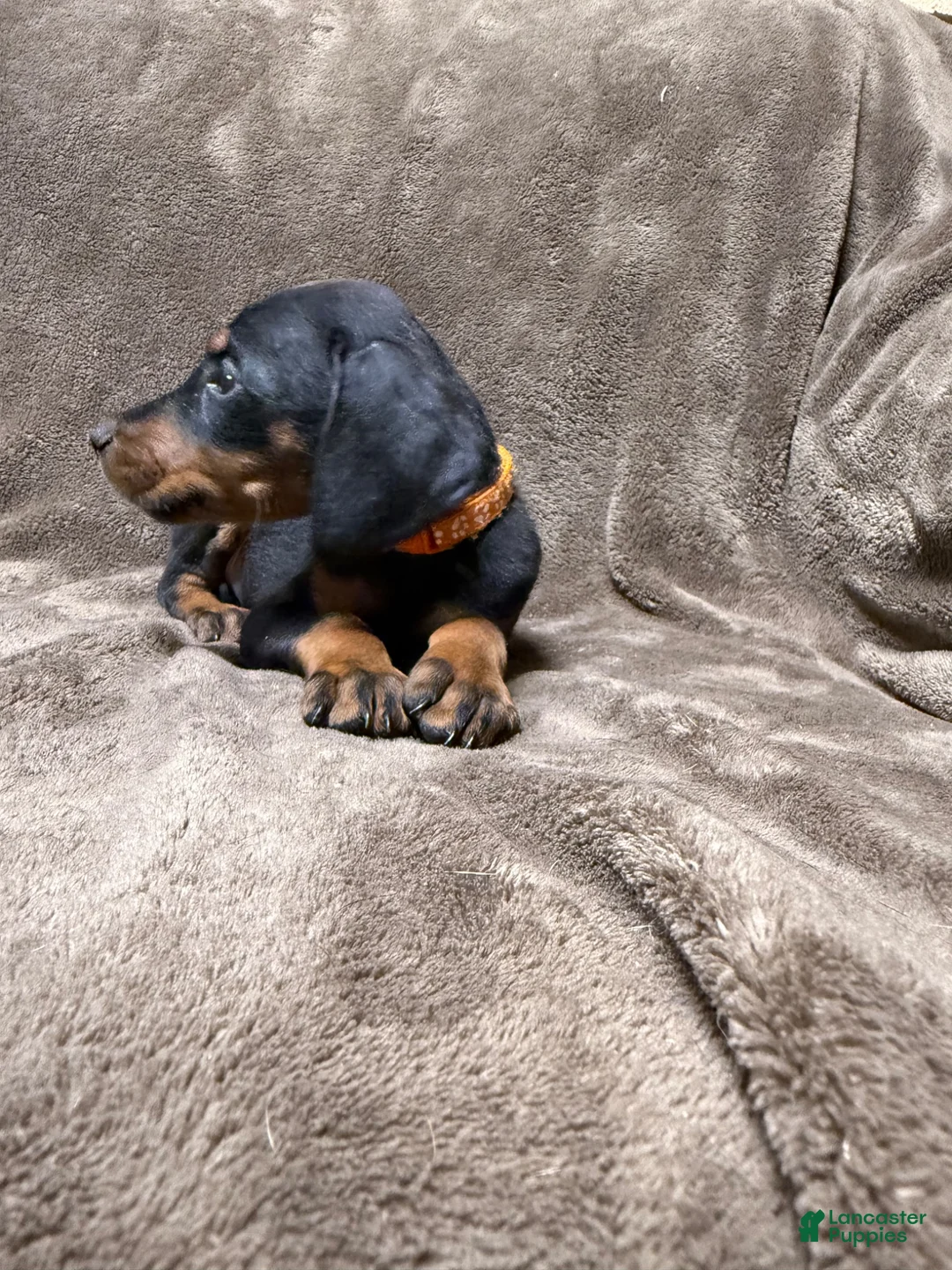 Doberman Pinscher dogs for sale: Celeste - Ad 2