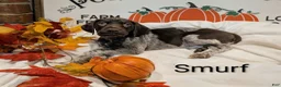 German Shorthaired Pointer dogs for sale: Smurf - Ad 1