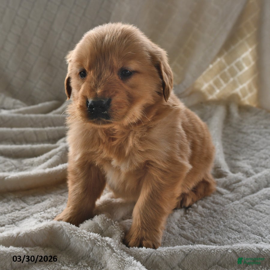 Golden Retriever dogs Blossom - Ad 2