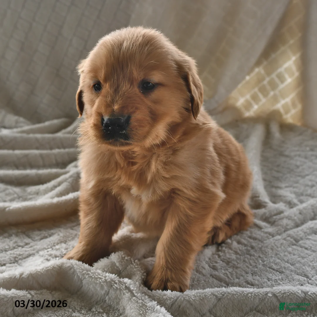 Golden Retriever dogs for sale: Blossom - Ad 2