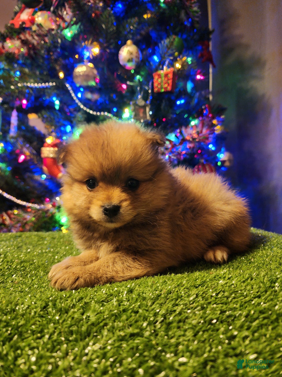Pomeranian dogs for sale: Gizmo - Ad 7