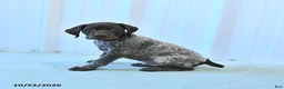 German Shorthaired Pointer dogs for sale: Carson - Ad 4