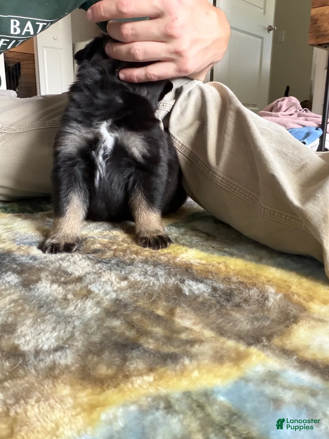 German Shepherd dogs for sale:  Puppy 10 - Ad 2