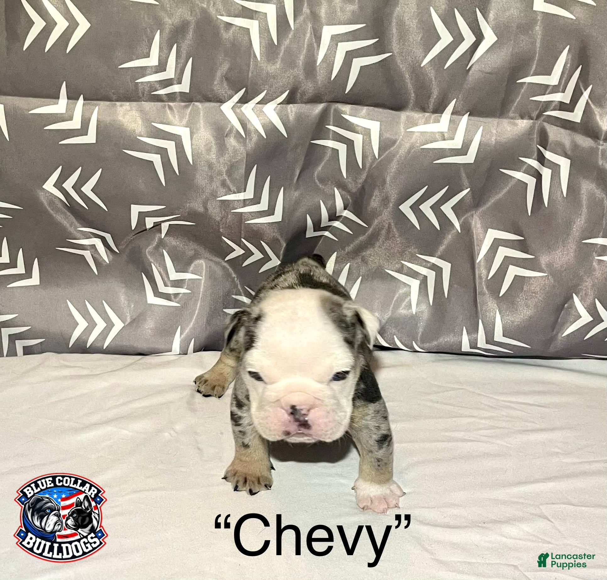 English Bulldog dogs for sale: English Bulldog Puppy - Chevy  - Ad 5