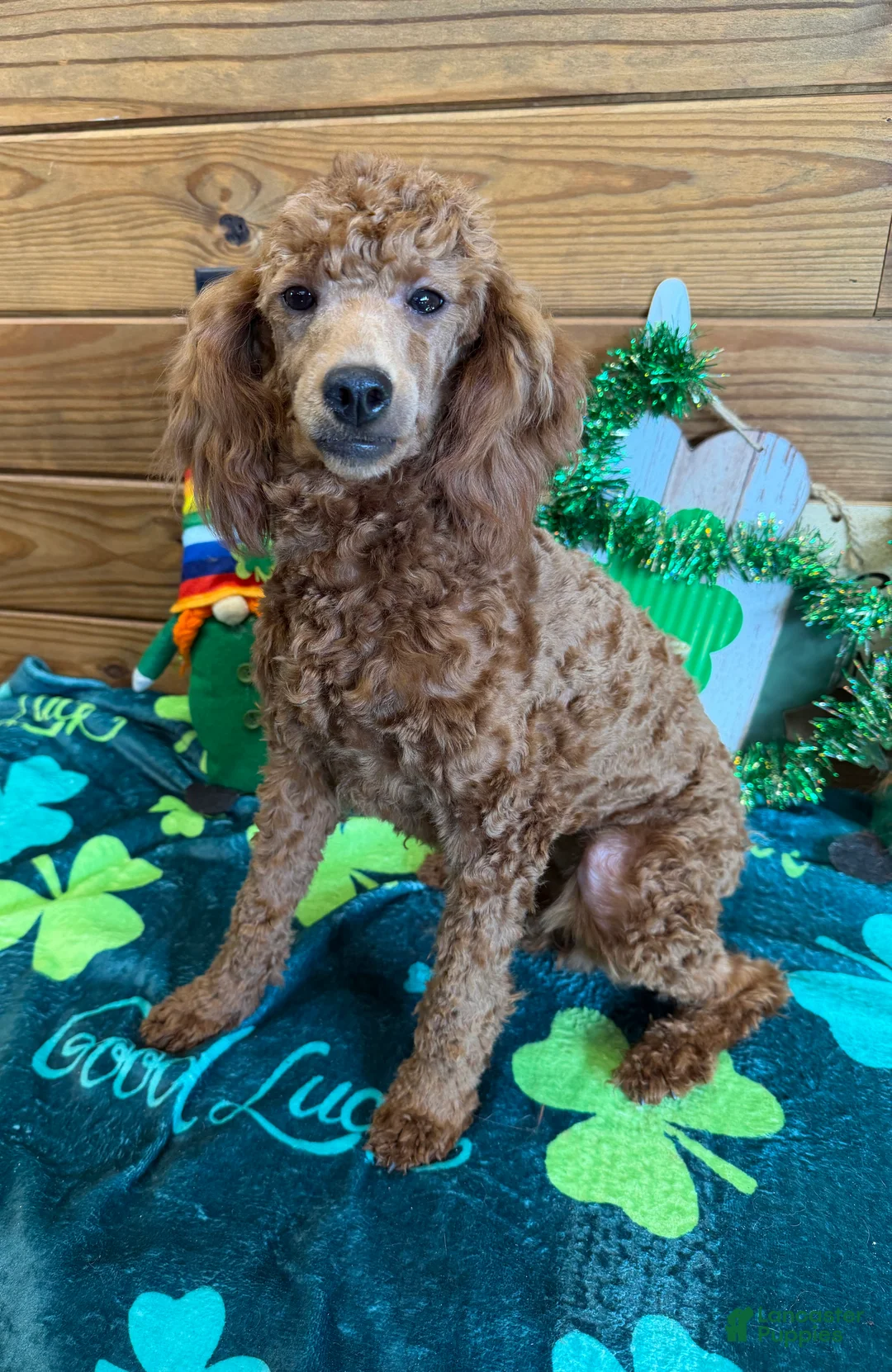 Miniature Poodle dogs for sale: Sophia - Ad 1