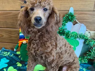 Miniature Poodle dogs Sophia - Ad 32