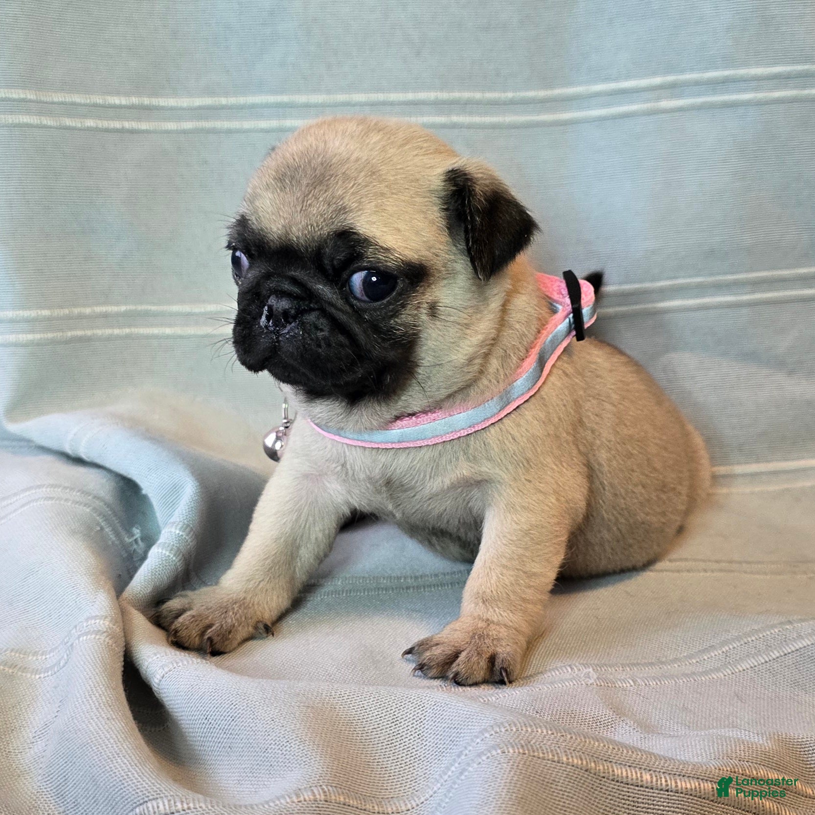 Pug dogs Farah - Ad 2