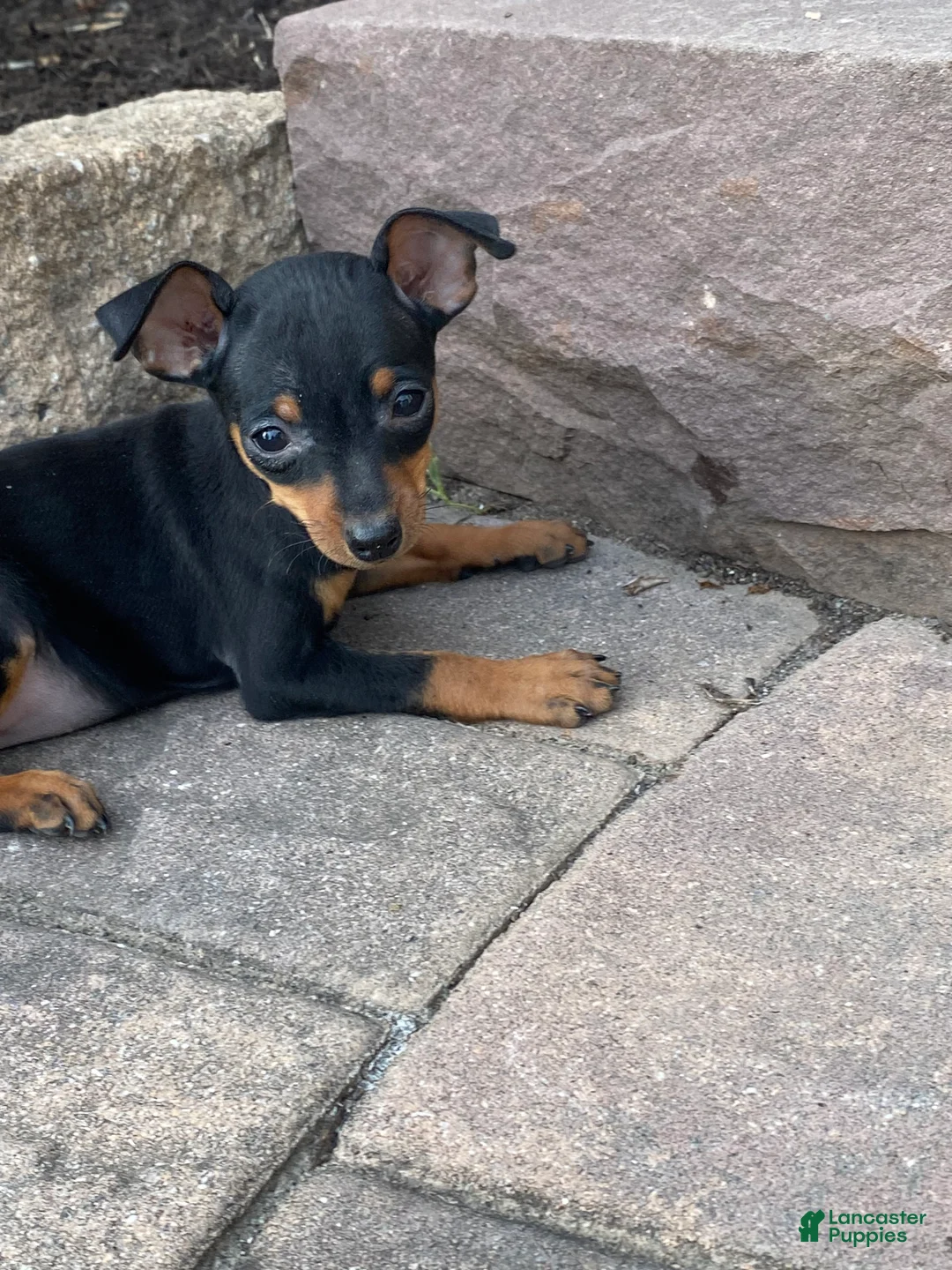 Miniature Pinscher dogs for sale: Quella - Ad 5