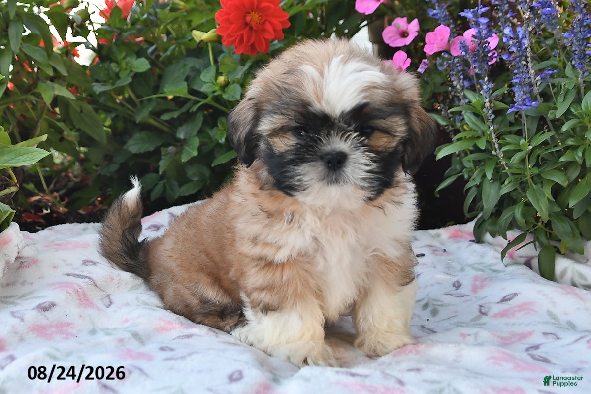 Shih Tzu dogs Captain - Ad 2