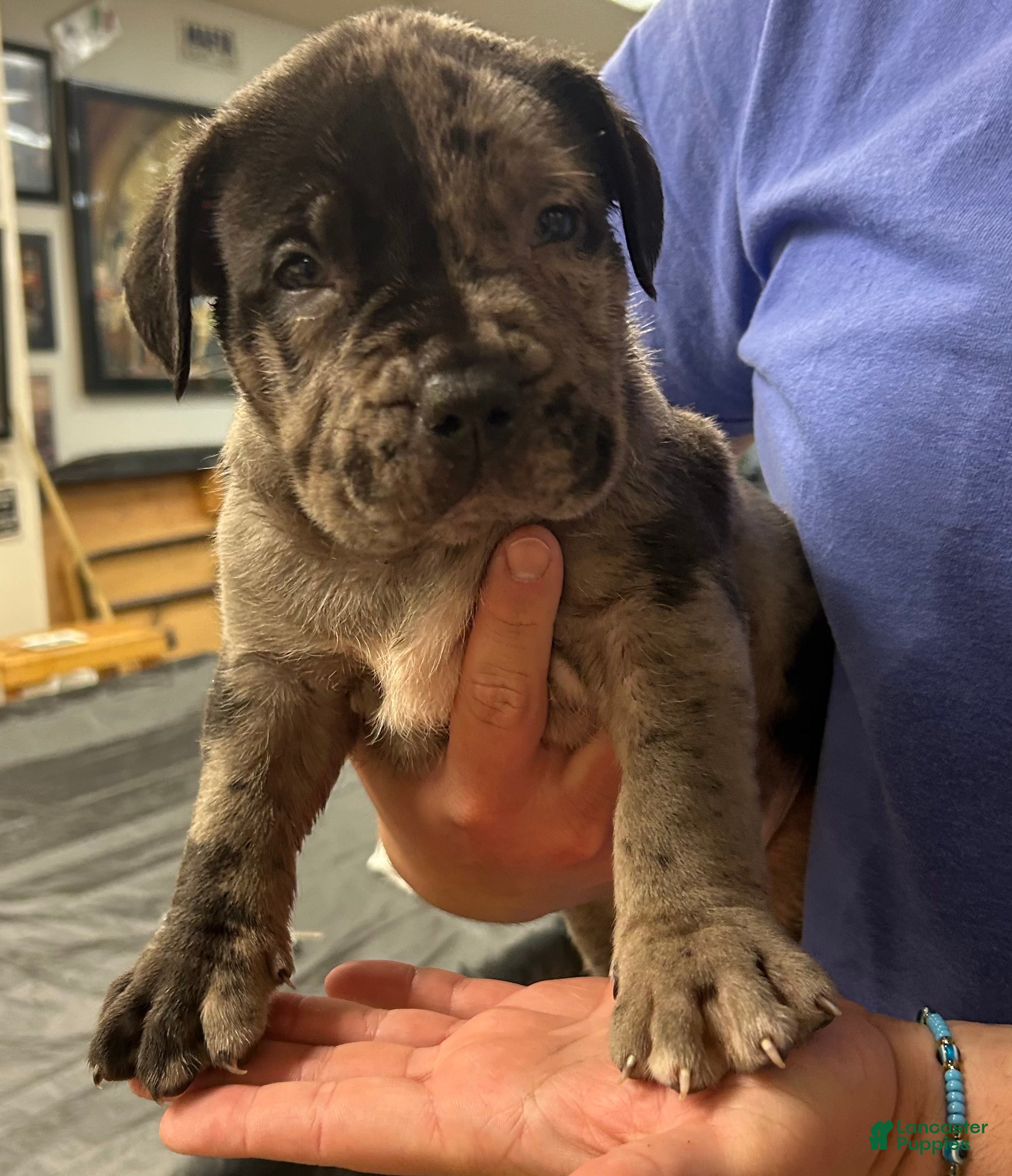 American Bully dogs American Bully Puppy 1 - Ad 1