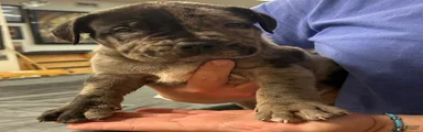 American Bully Puppy 1