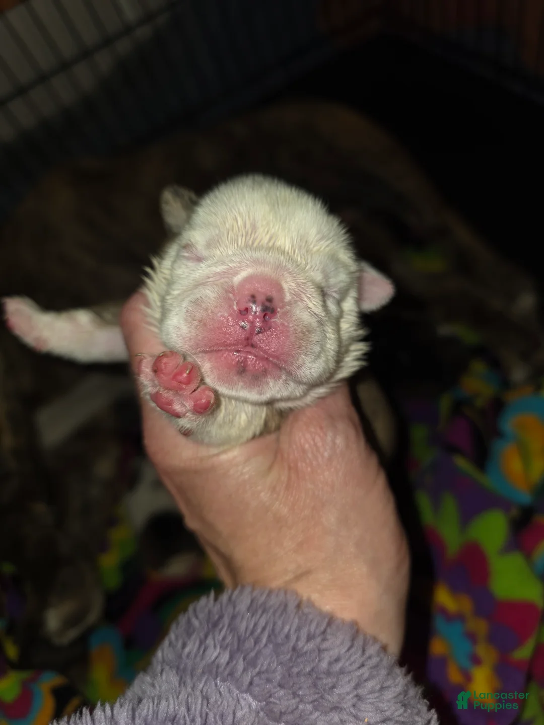 English Bulldog dogs for sale: Theona - Ad 2