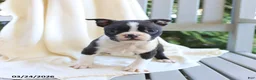 Boston Terrier dogs for sale: Charlie - Ad 4