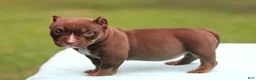 American Bully dogs for sale: Chocolate Trindle Female - Ad 8