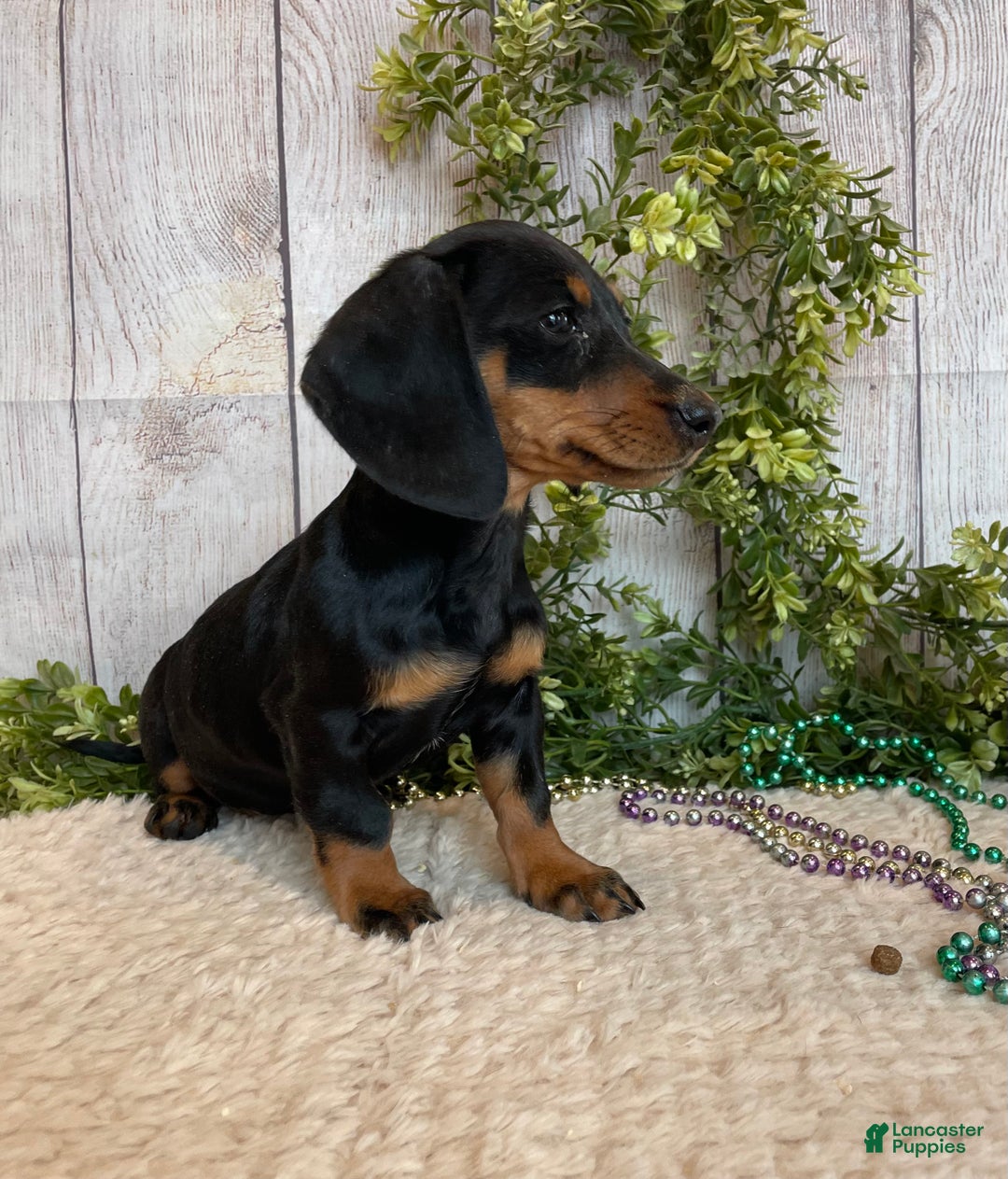 Miniature Dachshund dogs for sale: Fritz - Ad 4