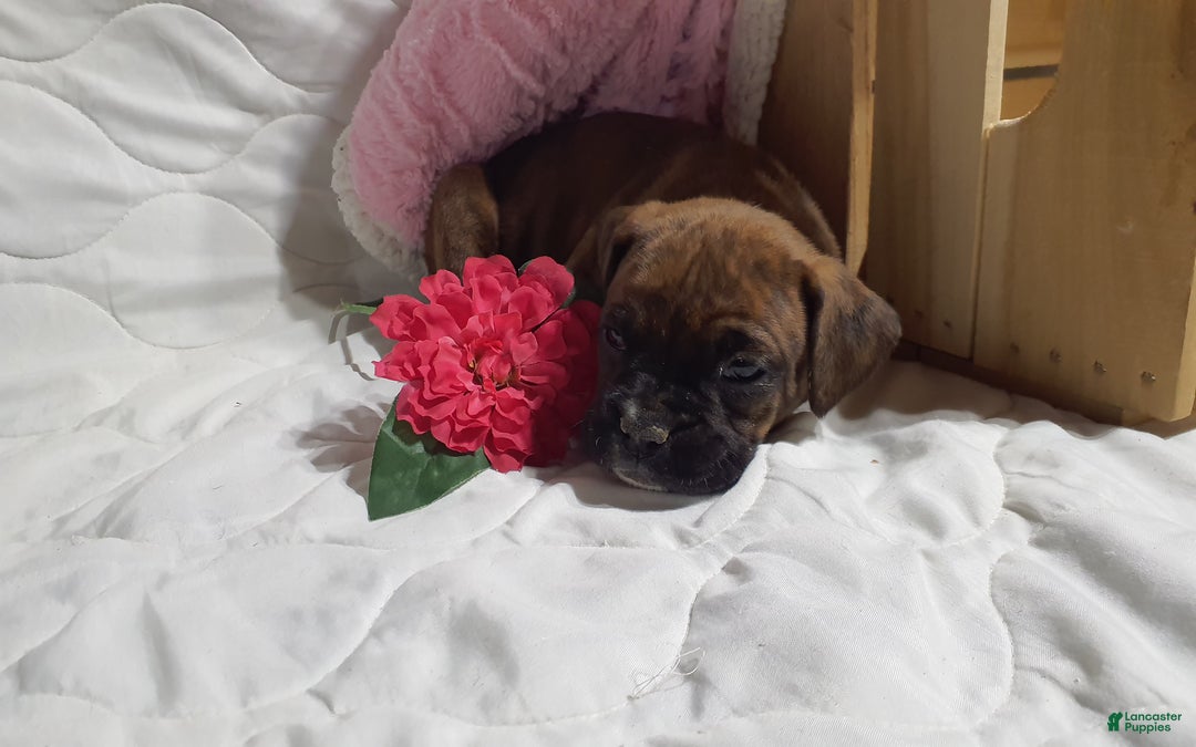 Boxer dogs for sale: Princess  - Ad 3