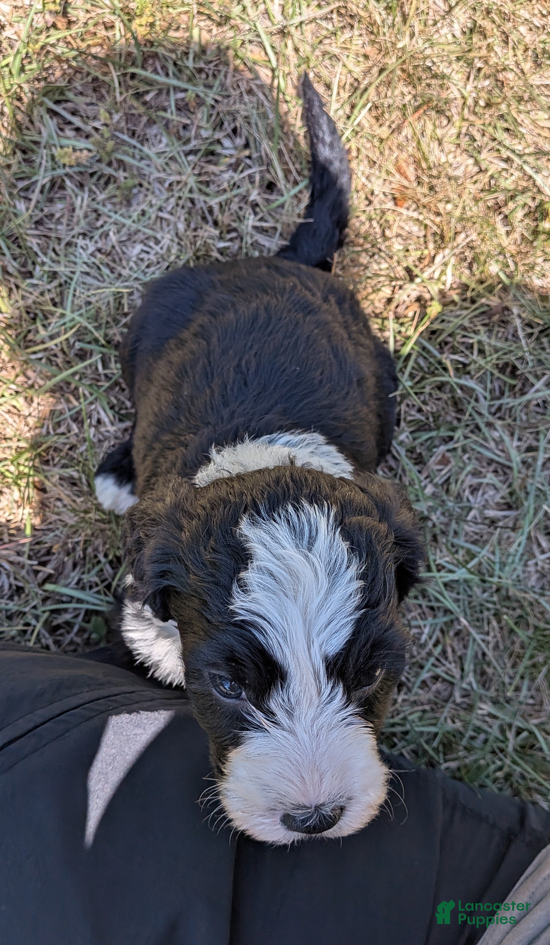 Mixed Breed dogs Spruce - Ad 2