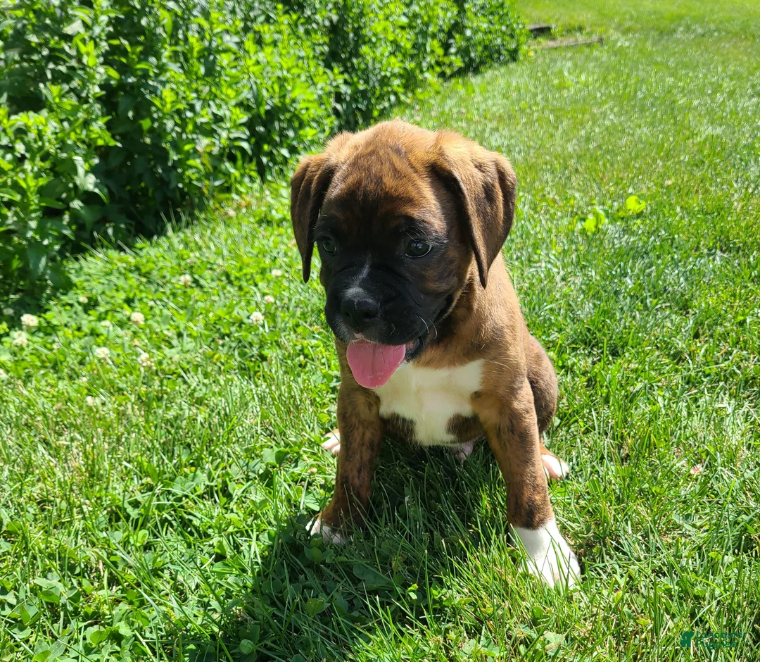 Boxer dogs for sale: Hunk - Ad 2