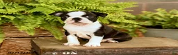 Boston Terrier dogs for sale: Dani - Ad 5