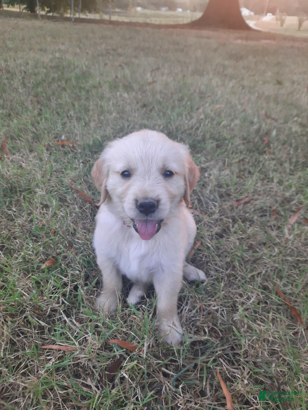 North Carolina Retriever Adoption Charlotte Camp North End Studio