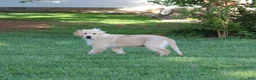 Golden Retriever dogs for sale: TRAINED Ben the Golden Retriever Puppy  - Ad 9