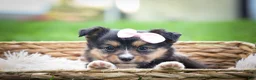 Mixed Breed dogs for sale: Goldie Mae🎀 - Ad 14