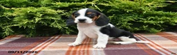 Beagle dogs for sale: Bentley - Ad 4