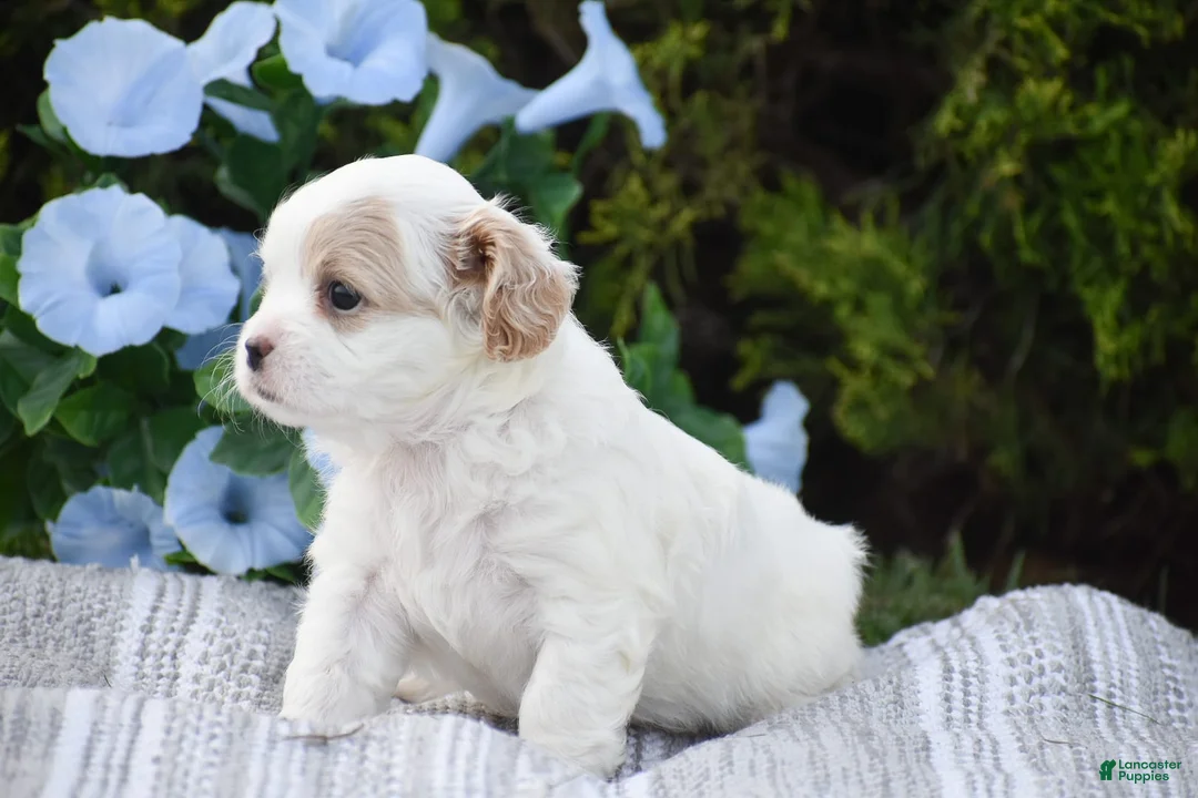 Mixed Breed dogs for sale: Mariah - Ad 10