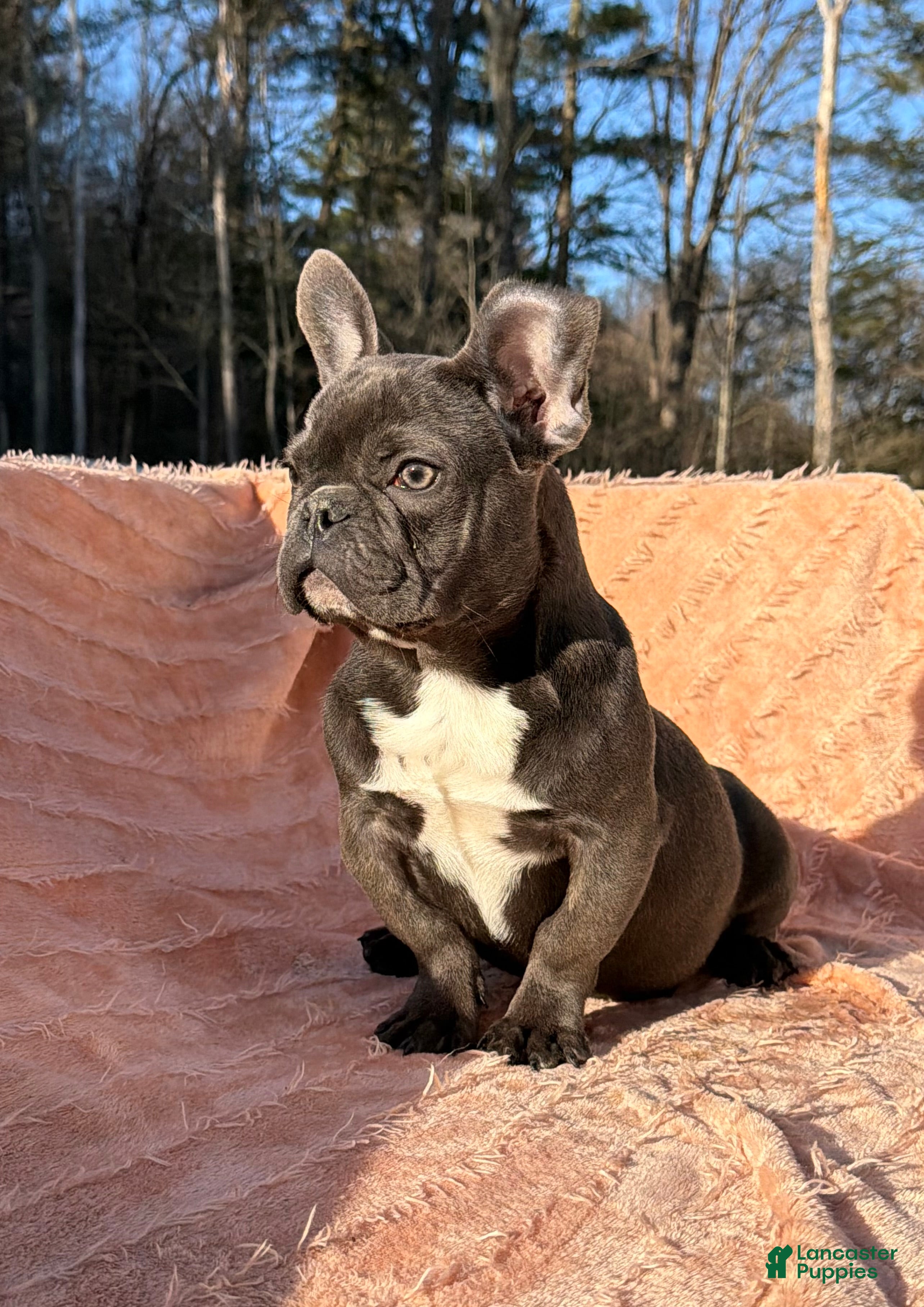 French Bulldog dogs Cookie - Ad 1