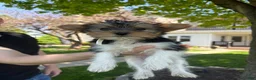 Mixed Breed dogs for sale: Gidget - Ad 2