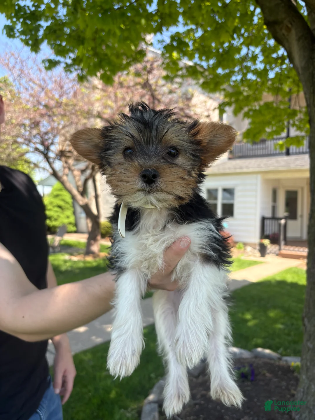 Mixed Breed dogs for sale: Gidget - Ad 2