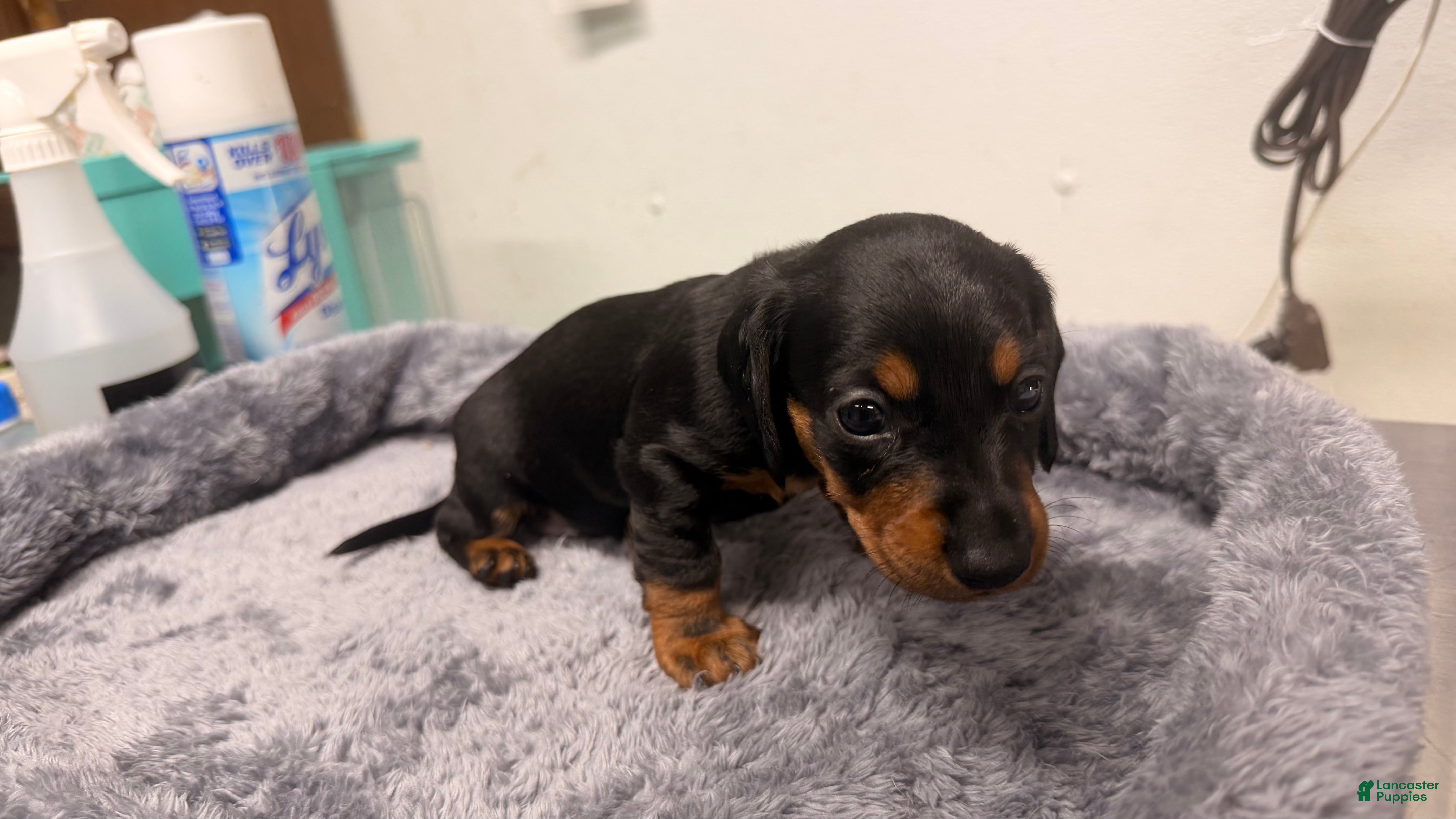 Miniature Dachshund dogs Miniature Dachshund 3 - Ad 1