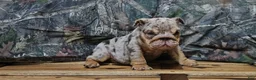 English Bulldog dogs for sale: English Bulldog Puppy 1 - Ad 6