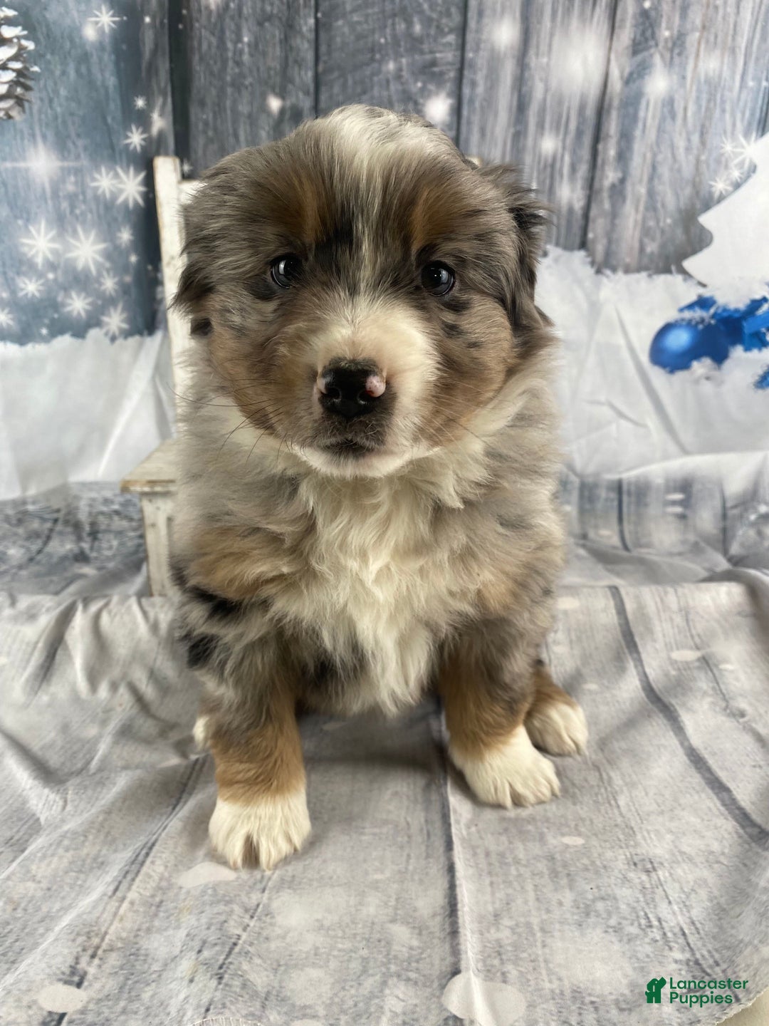 Australian Shepherd dogs for sale: Valor - Ad 12
